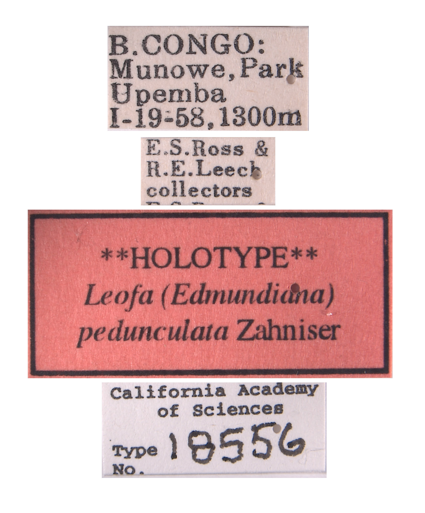 Leofa pedunculata image